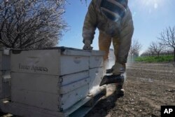 Jesus Llamas, manajer operasi lapangan untuk pemasok sarang lebah Tauzer Apiaries, menggunakan asap untuk menenangkan lebah sebelum memeriksa salah satu sarang perusahaan tersebut di kebun almond di Woodland, California, Selasa, 15 Februari 2022. (Foto AP/Rich Pedroncelli)