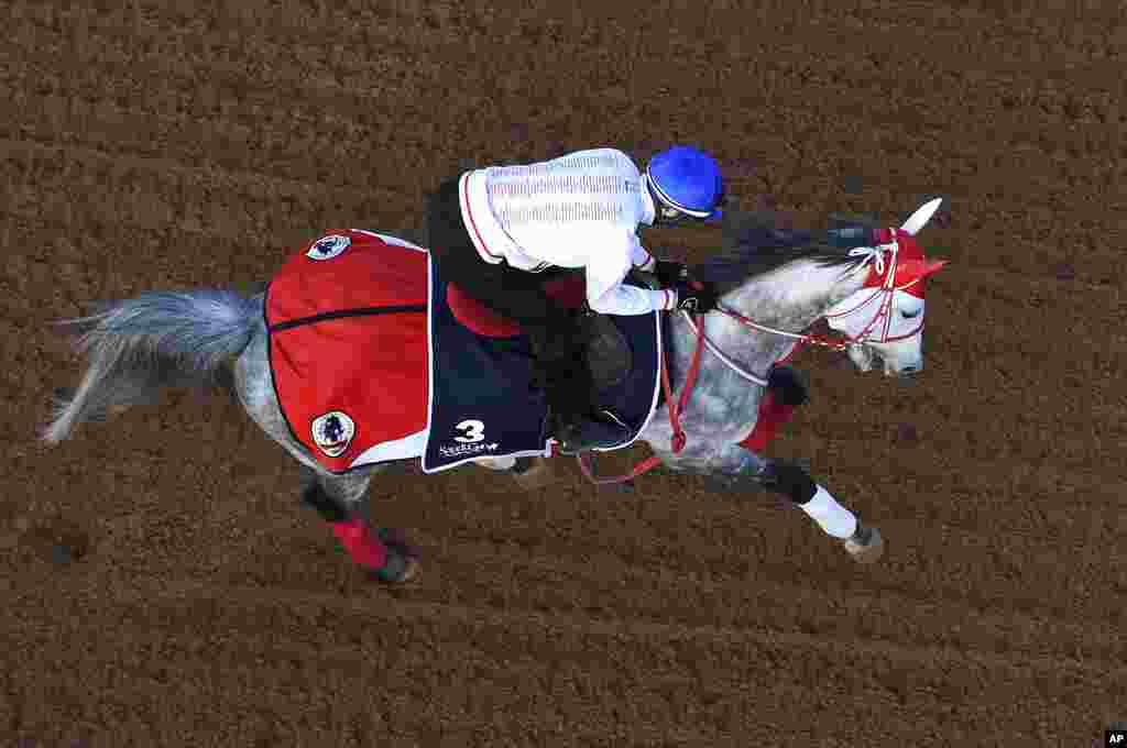 The Japanese 1351 Turf Sprint contender Entscheiden gallops in the morning track work at the King Abdulaziz racetrack in Riyadh, Saudi Arabia.