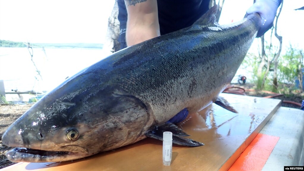 A spawning Yukon River Chinook salmon is seen captured near Pilot Station, Alaska, in this in this handout picture. (United States Geological Survey/handout via REUTERS)