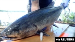 A spawning Yukon River Chinook salmon is seen captured near Pilot Station, Alaska, in this in this handout picture. (United States Geological Survey/handout via REUTERS)