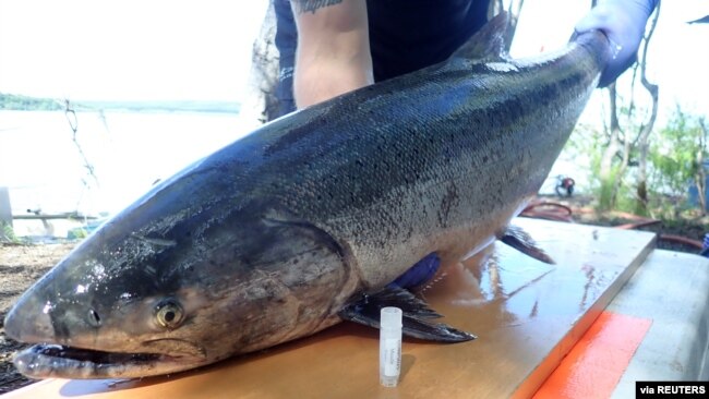 A spawning Yukon River Chinook salmon is seen captured near Pilot Station, Alaska, in this in this handout picture. (United States Geological Survey/handout via REUTERS)