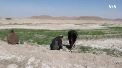 په کندهار کې کروندګر د تاریاکو کر ته تیاری نیسي 