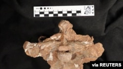 Part of a skull base of a dinosaur is pictured after Argentine scientists discovered a new species of carnivorous dinosaur, in Buenos Aires, Argentina December 27, 2019. Picture taken December 27, 2019 National Scientific and Technical Research Council/Handout via REUTERS 