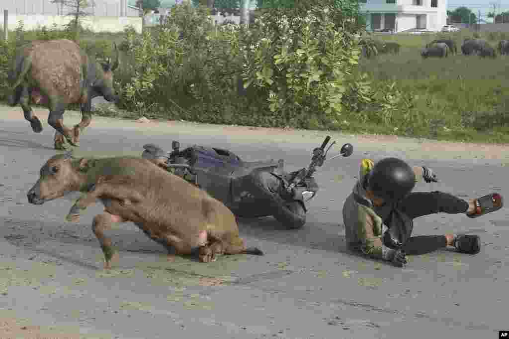 A man falls from his motorcycle after hitting a water buffalo on his way to work outside Phnom Penh, Cambodia.