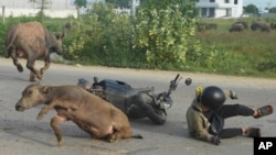 A man falls from his motorcycle after hitting a water buffalo on his way to work outside Phnom Penh, Cambodia.