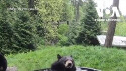 Ведмідь в Орегонському зоопарку побавився у воді. Відео