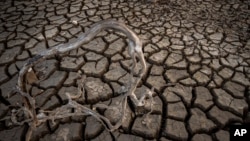 Roots are photographed near the old village of Aceredo in northwestern Spain, Friday, Feb. 11, 2022. (AP Photo/Emilio Morenatti, File)