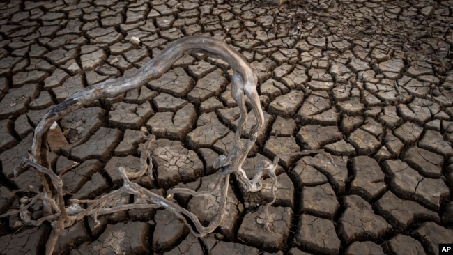 Roots are photographed near the old village of Aceredo in northwestern Spain, Friday, Feb. 11, 2022. (AP Photo/Emilio Morenatti, File)