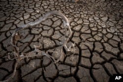 Roots are photographed near the old village of Aceredo in northwestern Spain, Friday, Feb. 11, 2022. (AP Photo/Emilio Morenatti, File)