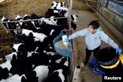 Seorang pekerja menuangkan susu untuk anak sapi di peternakan Be'er Tuvia, Israel selatan, 5 Februari 2020. (REUTERS/Amir Cohen)/ilustrasi