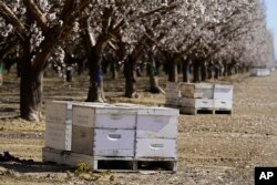 Sarang lebah Tauzer Apiaries yang disewa untuk penyerbukan tanaman, diletakkan di sebuah kebun di Woodland, California, Selasa, 15 Februari 2022. Sekitar seribu kotak sarang lebah senilai ratusan ribu dolar telah dilaporkan dicuri di California beberapa minggu terakhir. (AP/Rich Pedroncelli)