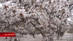 Rực rỡ mùa hoa hạnh nhân ở California