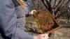 Trevor Tauzer, pemilik bisnis keluarga Tauzer Apiaries, menyewakan sarang lebah untuk penyerbukan tanaman, memeriksa sarang lebah yang disewakan kepada petani almond di Woodland, California, 15 Februari 2022. (Foto: Ilustrasi/AP)