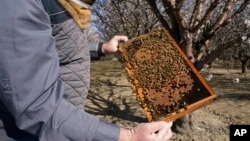 Trevor Tauzer, pemilik bisnis keluarga Tauzer Apiaries, menyewakan sarang lebah untuk penyerbukan tanaman, memeriksa sarang lebah yang disewakan kepada petani almond di Woodland, California, 15 Februari 2022. (Foto: Ilustrasi/AP)