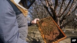 Trevor Tauzer, yang bisnis milik keluarganya, Tauzer Apiaries, menyewakan sarang lebah untuk penyerbukan tanaman, memeriksa sarang lebah yang disewa ke penanam almond di Woodland, California, Selasa, 15 Februari 2022. (AP/Rich Pedroncelli)