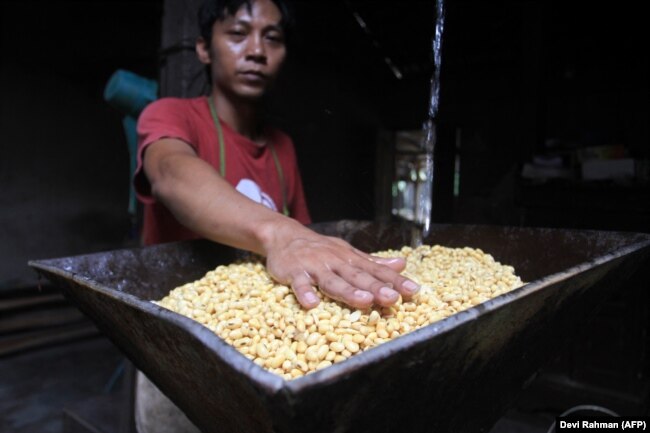 Seorang pekerja menunjukkan kedelai di pabrik tahu di Yogyakarta pada 21 Februari 2022. (Foto: AFP/Devi Rahman)