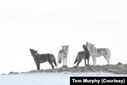 For professional wildlife photographer Tom Murphy, there is no better place. He especially loves the remote wilderness. (Photo courtesy Tom Murphy)