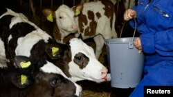 Peternak sapi tengah memberi susu untuk anak-anak sapi di desa Bavaria, Neubeuern, 80 kilometer selatan Munich, 27 Mei 2008. (REUTERS/Michaela Rehle)/ilustrrasi.