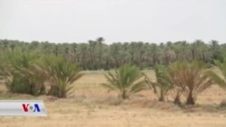 بەرپـرسان: داعش لە نێو دەغەڵ و دار خورماکانی حەمریندا فێرگەی سەربازی داناوە