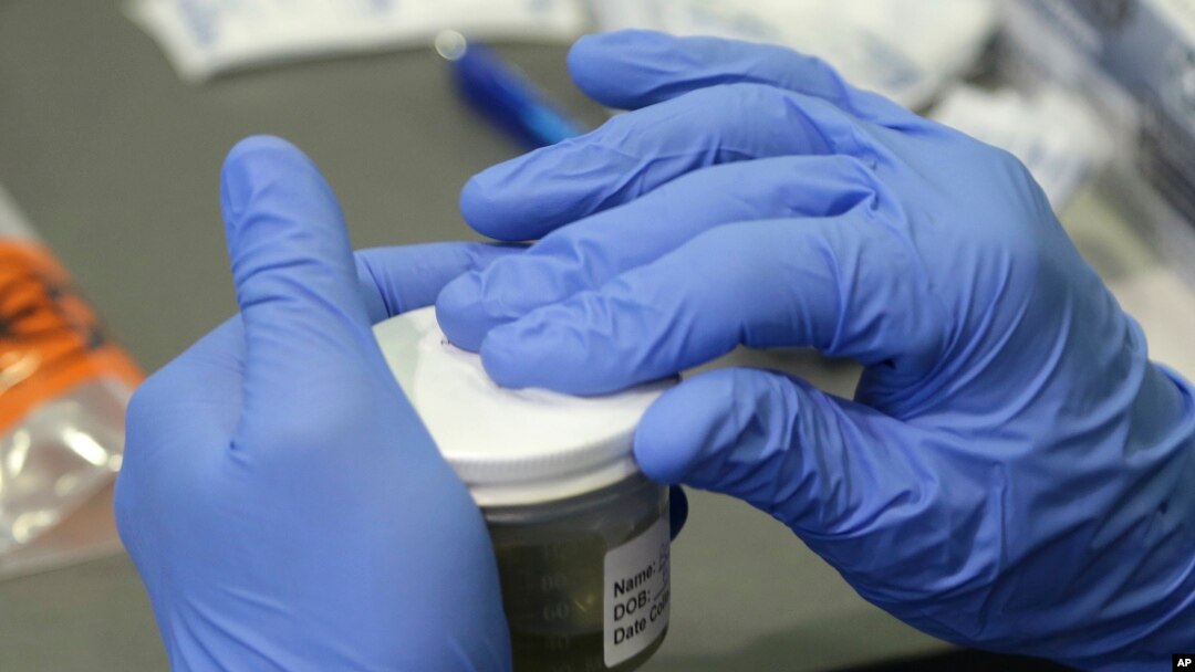 Petugas kesehatan di negara bagian Florida memproses sampel air seni untuk menguji adanya virus Zika di Miami Beach (14/9). (AP/Lynne Sladky)