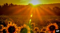 Sunflowers are in full blossom on a field in Obernhain near Frankfurt, Germany, as the sun rises.