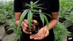 A young marijuana plant is held by Joy Hollingsworth, of the Hollingsworth Cannabis Company, Thursday, April 12, 2018, in one of the company's pot growing facilities near Shelton, Wash. (AP Photo/Ted S. Warren)