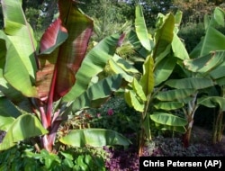 This 2003 image provided by Chris Petersen shows tropical banana plants growing on the Farmingdale State College campus in Farmingdale, N.Y. (Chris Petersen via AP)