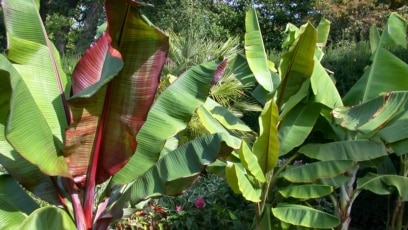 Quiz - How to Keep Tropical Plants Through the Winter