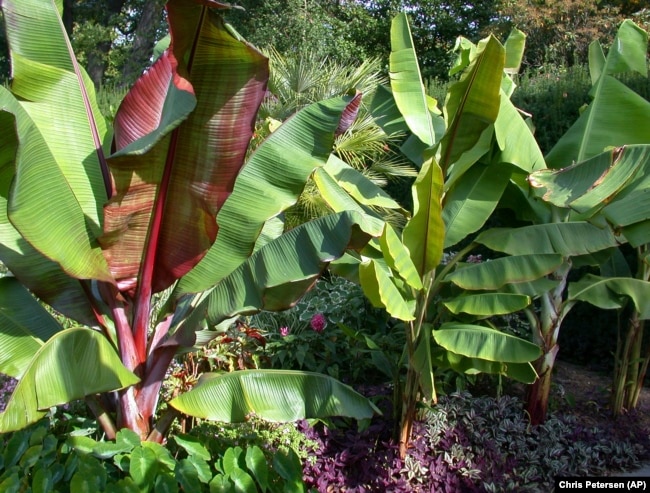 This 2003 image provided by Chris Petersen shows tropical banana plants growing on the Farmingdale State College campus in Farmingdale, N.Y. (Chris Petersen via AP)