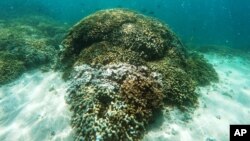 FILE - In this Oct. 26, 2015 file photo, fish swim over a patch of bleached coral in Hawaii’s Kaneohe Bay off the island of Oahu. 