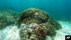 Des récifs coralliens au large de l'île d'Oahu, à Hawaï, le 26 octobre 2015.