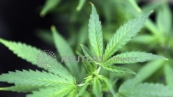 Costa Rica aprueba uso medicinal de la marijuana