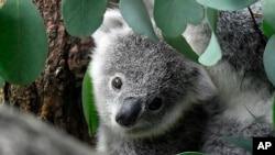 FILE - A young koala looks through eucalyptus leaves in a zoo in Duisburg, Germany on September 28, 2018. Koalas have been declared officially endangered in eastern Australia as they fall prey to disease, lost habitat and other threats. (AP Photo/Martin Meissner, File)