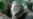 Environmentalists Allege Mass Illegal Land Clearing in Australia