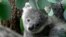 FILE - A young koala looks through eucalyptus leaves in a zoo in Duisburg, Germany, Friday, Sept. 28, 2018. 
