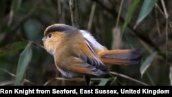 A parrotbill, also referred to as kiwikiu. (Courtesy image: Ron Knight from Seaford, East Sussex, United Kingdom)