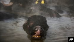 Kerbau berendam di sumber air panas dekat desa Budakli, provinsi pegunungan Bitlis, tenggara Turki, 24 Januari 2019. (AP Photo/Emrah Gurel)