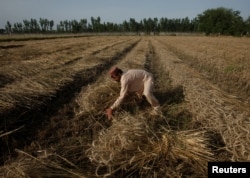 FILE - A farmer harvests wheat in the field on the outskirts of Charsadda, Pakistan, April 25, 2018. Pakistani Prime Minister Imran Khan said in an address Feb. 28, 2022, that Pakistan will acquire 2 million tons of wheat from Russia.