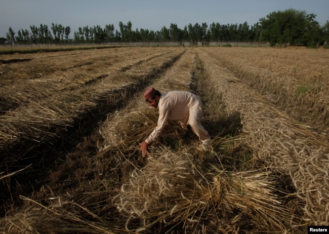 FILE - A farmer harvests wheat in the field on the outskirts of Charsadda, Pakistan, April 25, 2018. Pakistani Prime Minister Imran Khan said in an address Feb. 28, 2022, that Pakistan will acquire 2 million tons of wheat from Russia.