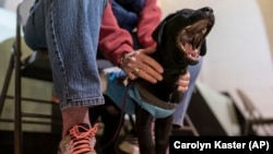 Queenie, an eight week old Labrador puppy, yawns before the start of her Guiding Eyes for the Blind foundation class with volunteer puppy raiser Debbie Dugan at St. Matthew's United Methodist Church, in Bowie, Md., Feb. 14, 2022. (AP Photo/Carolyn Kaster)