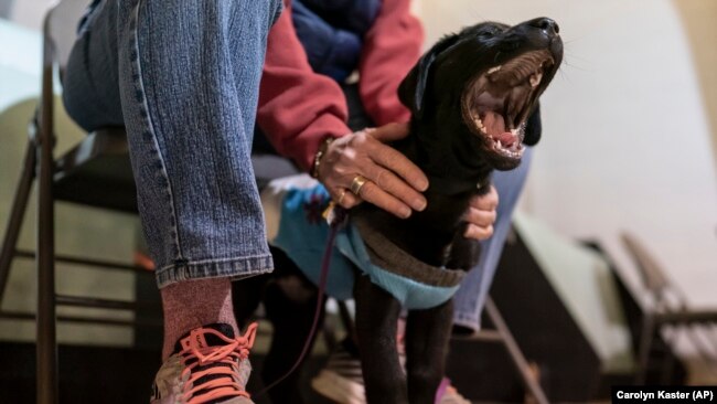 Queenie, an eight week old Labrador puppy, yawns before the start of her Guiding Eyes for the Blind foundation class with volunteer puppy raiser Debbie Dugan at St. Matthew's United Methodist Church, in Bowie, Md., Feb. 14, 2022. (AP Photo/Carolyn Kaster)