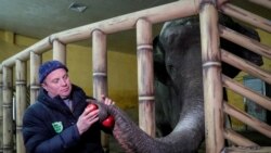 Glas Amerike na srpskom: Zoološko-vojna komuna u Kijevu