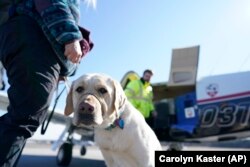 Guide Dog Puppies Photo Gallery