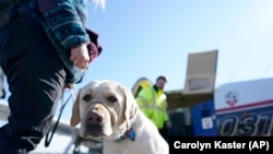 Delani has completed this stage of the Guiding Eyes for the Blind program and must leave Schaefer his "Puppy Raiser" and journey back to the Guiding Eyes headquarters for formal training to become a guide dog. (AP Photo/Carolyn Kaster)