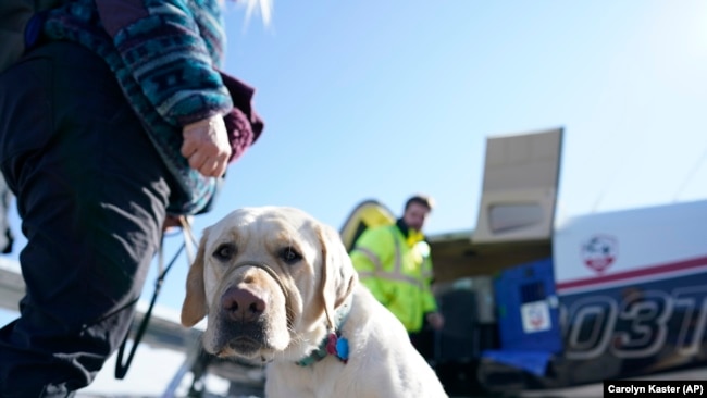 Delani has completed this stage of the Guiding Eyes for the Blind program and must leave Schaefer his "Puppy Raiser" and journey back to the Guiding Eyes headquarters for formal training to become a guide dog. (AP Photo/Carolyn Kaster)