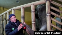 Trantin Kirill, memberi makan Khoras, gajah jantan berusia 17 tahun di kebun binatang Kyiv, di tengah perang yang berkecamuk di Ukraina (foto: ilustrasi). 