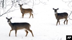 FILE - Deer in Lancaster, N.Y. A recent study found evidence of COVID-19 in white-tailed deer in Staten Island, New York.