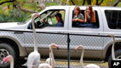 Guests drive their vehicles through the Phoenix Zoo, May 9, 2020, in Arizona.