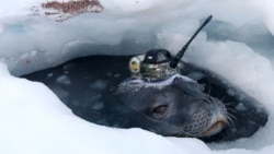 Quiz - Seals Help Researchers Study Antarctic Waters