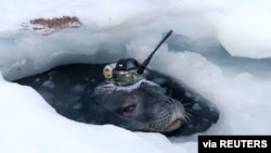 This video grab shows a Weddell seal fitted with a measuring device to survey waters under the thick ice sheet, near Japan's Showa Station in Antarctica, April 2017. (National Institute of Polar Research/Handout via REUTERS)